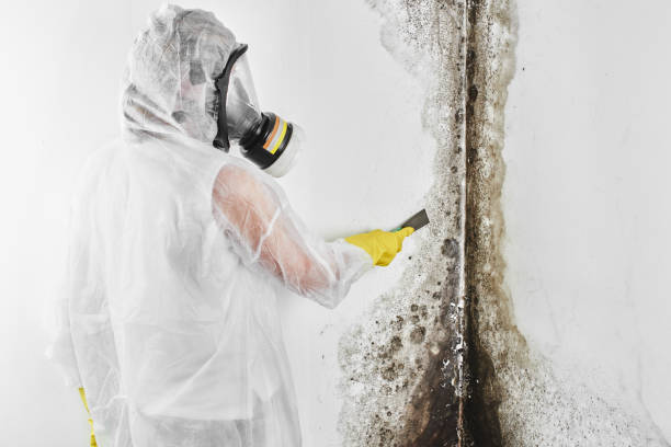 Best Mold Prevention Services  in Gloucester City, NJ